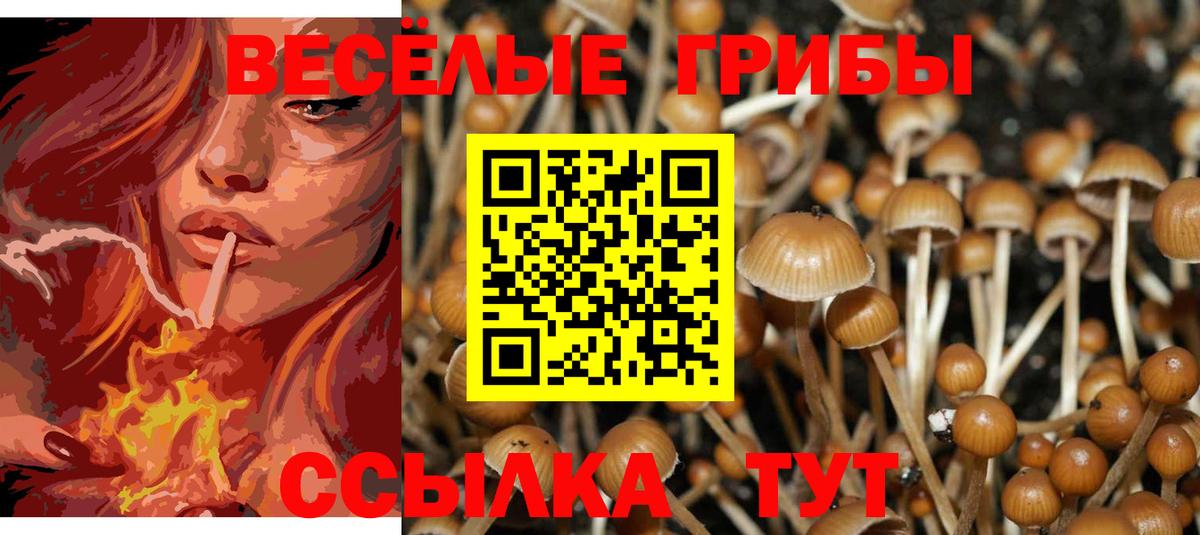 Псилоцибиновые грибы GOLDEN TEACHER Ставрополь